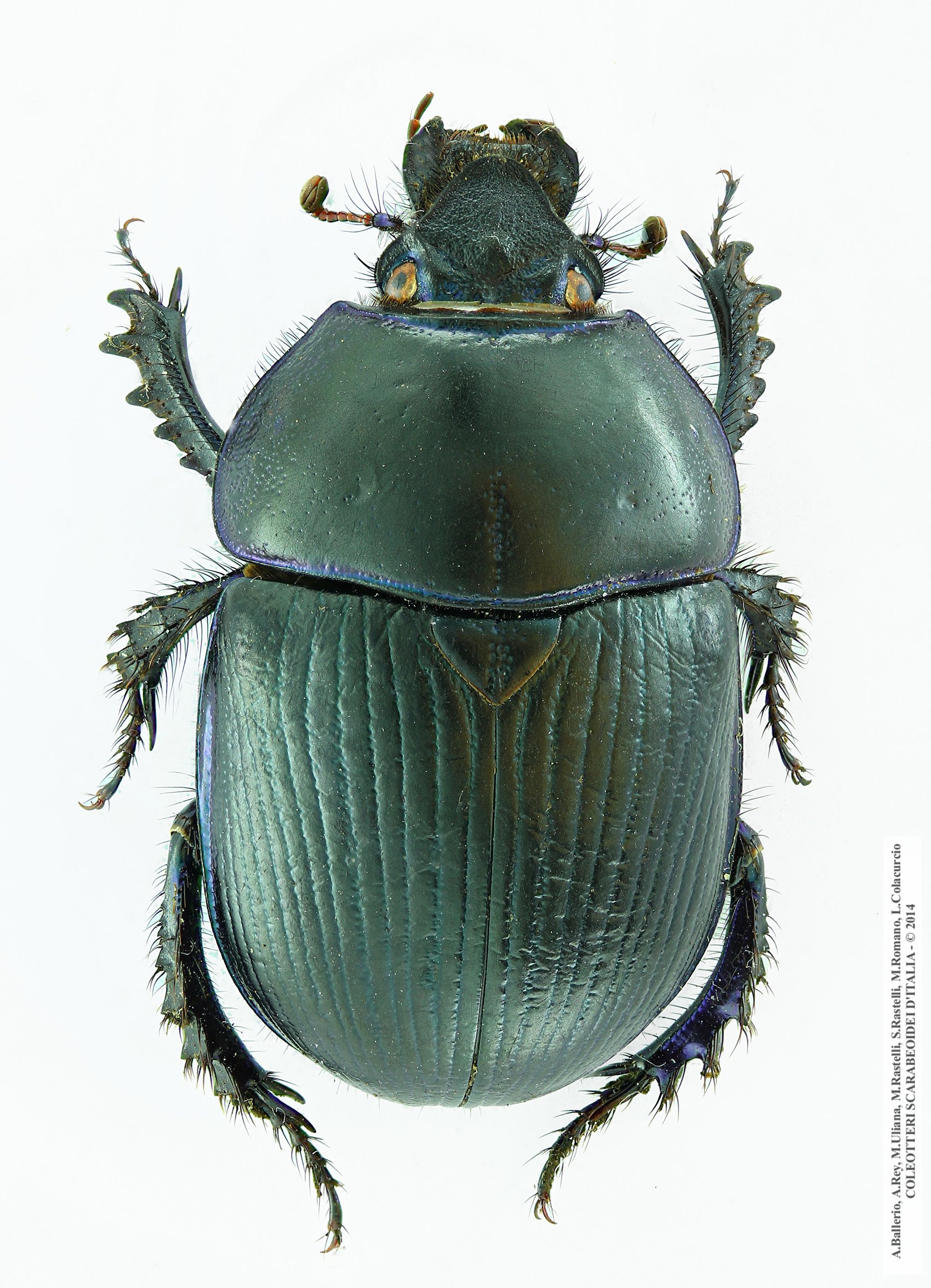 Geotrupes spiniger